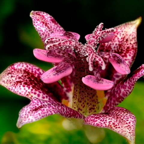 Трициртіс Raspberry Mouse (садова орхідея)