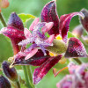 Трициртис Raspberry Mouse (садовая орхидея)