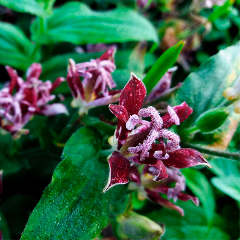 Трициртис Raspberry Mouse (садовая орхидея)