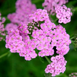 Ахіллея Millefolium Lilac Beauty