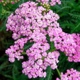 Ахіллея Millefolium Lilac Beauty