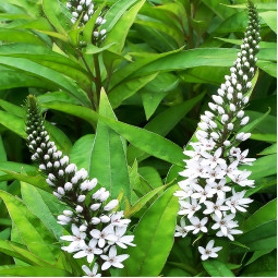 Вербозілля Clethroides (Клетроідс)