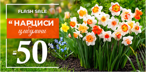Нарциси — осінні знижки до 50%!