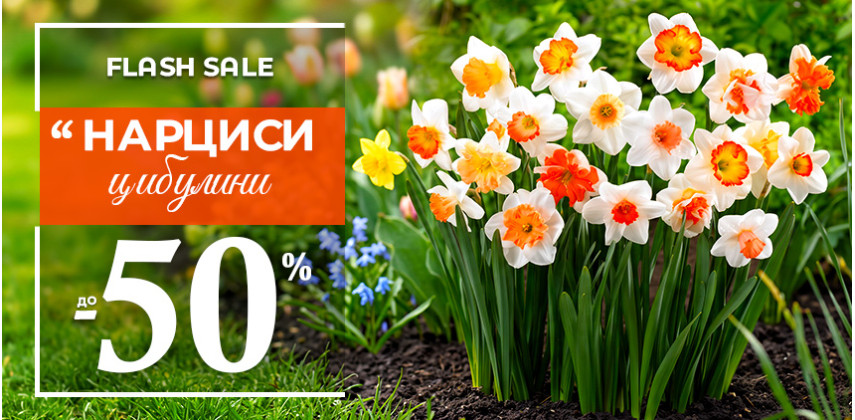 Нарциси — осінні знижки до 50%!