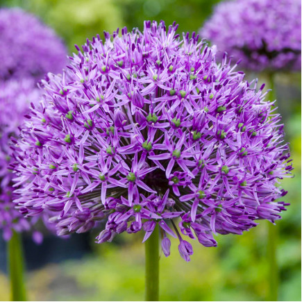 Алліум Purple Sensation