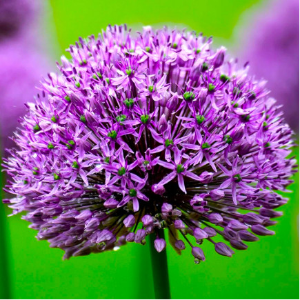 Алліум Purple Suze