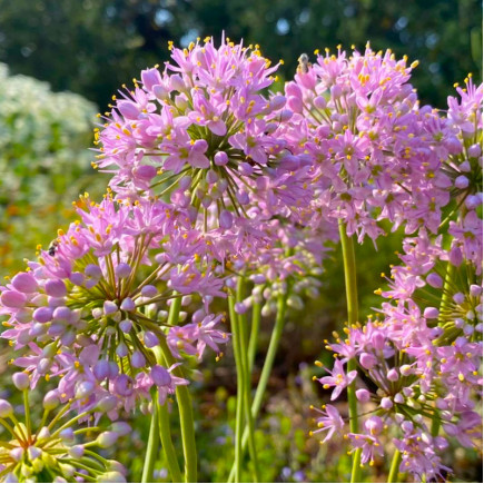 Алліум senescens subsp. montanum