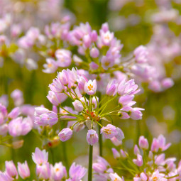 Алліум Roseum