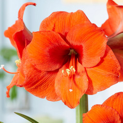 Гиппеаструм простой Orange Souvereign
