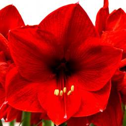 Гіпеаструм простий Red Lion