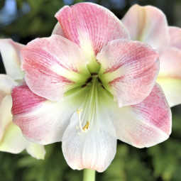 Гіпеаструм Apple Blossom