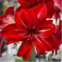 Гиппеаструм Double Delicious (подарочная упаковка)