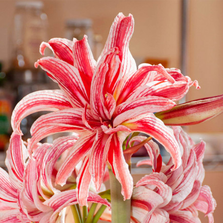 Гиппеаструм махровый Doublet