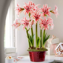 Гиппеаструм махровый Doublet