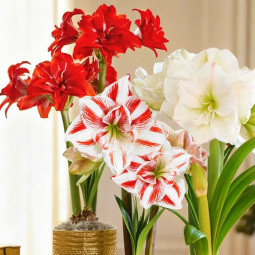 Комплект цибулин гіпеаструмів Амарилісова казка