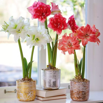 Комплект луковиц гиппеаструмов Чудо среди зимы