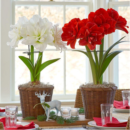 Комплект цибулин гіпеаструмів Краса без сезонів