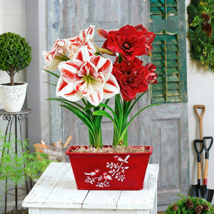 Комплект луковиц гиппеаструмов Миг чудес