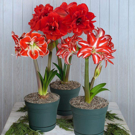 Комплект цибулин гіпеаструмів Серце свята