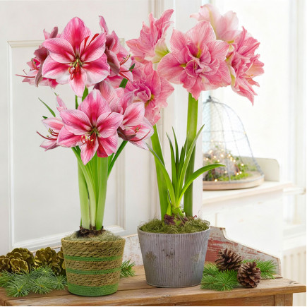 Комплект цибулин гіпеаструмів Свято в кожній пелюстці