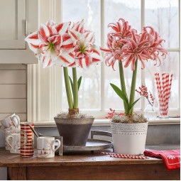 Комплект цибулин гіпеаструмів В очікуванні свята