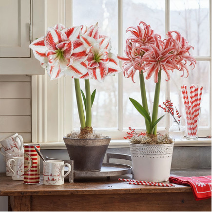 Комплект цибулин гіпеаструмів В очікуванні свята