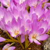 Колхікум Lilac Bedder