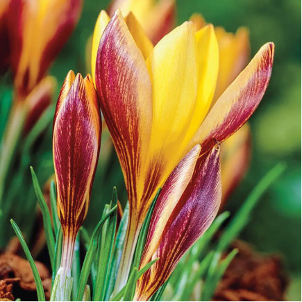 Крокус вузьколистий Bronze Form