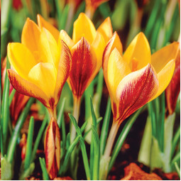 Крокус вузьколистий Bronze Form