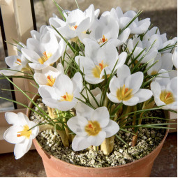 Крокус золотистый Snow Bunting