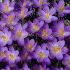Крокус Ботанический Barr's Purple (спецпредложение)
