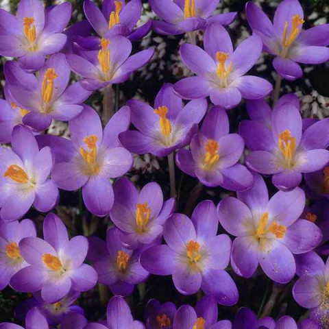 Крокус Ботанический Barr's Purple (спецпредложение) 100 шт