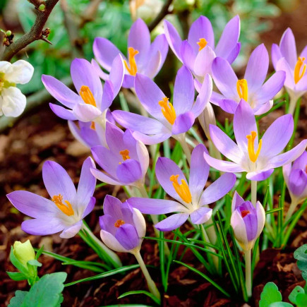 Крокус Ботанический Lilac Beauty