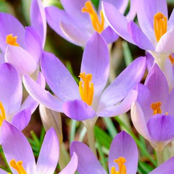 Крокус Ботанический Lilac Beauty
