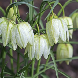 Фрітіларія трав'яниста Meleagris white