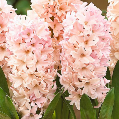 Гиацинт садовый Apricot Passion Гиацинт садовый Apricot Passion