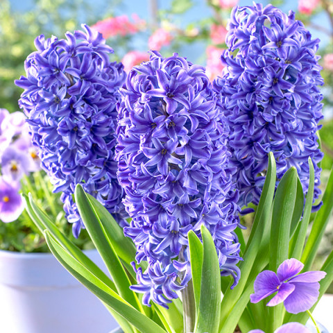 Гиацинт Blue Trophy