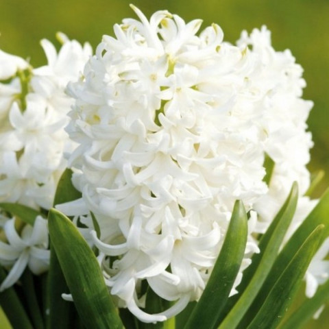 Гиацинт садовый White Pearl