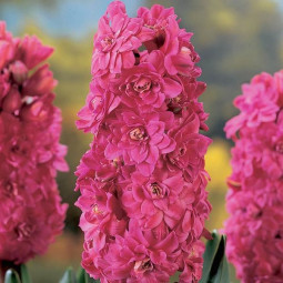 Гіацинт махровий Chestnut Flower