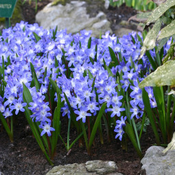 Хионодокса Blue Giant