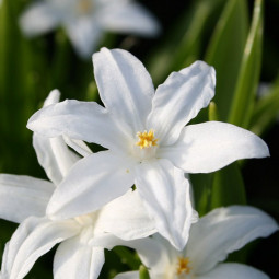 Хіонодокса Forbesii Alba