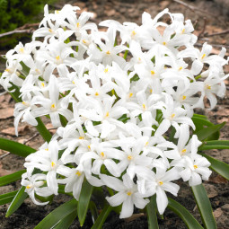 Хионодокса Luciliae Alba