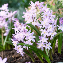 Хионодокса Pink Giant