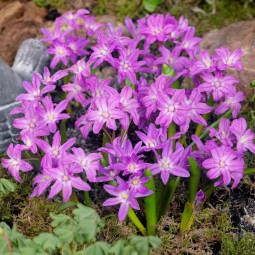 Хионодокса Violet Beauty