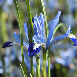 Ірис Reticulata Clairette