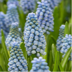 Мускари Dutch Beauty