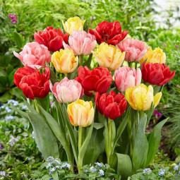 Комплект луковиц тюльпанов Tulip Pop Комплект луковиц тюльпанов Tulip Pop