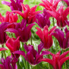 Комплект луковиц тюльпанов Цветочный Бал