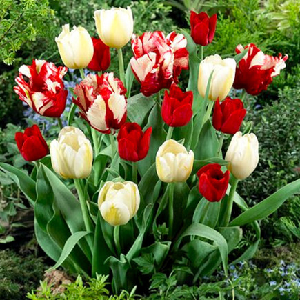 Комплект цибулин тюльпанів Квіткова магія