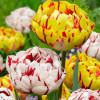 Комплект цибулин тюльпанів Карнавал